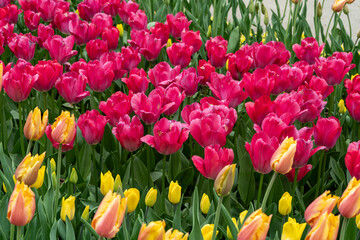Tulip flowers in garden. Bloom tulips in park on flower bed, April bouquet, blooming tulipa