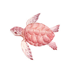 Turtle watercolor illustration in soft colors. Underwater turtle in decorative style isolated from background. Perfect for ocean-themed decor.