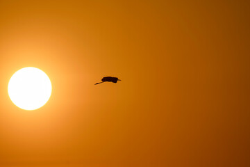 big sun with sunset landscape