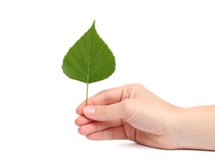 Green leaf held by hand