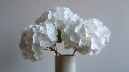 White hydrangeas in cylindrical vase, light grey wall, high-key minimalist photo