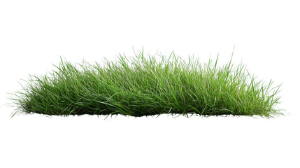 Lush green grass tuft with vibrant natural blades, fresh turf element for landscaping or garden design, isolated on white background