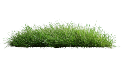 Lush green grass tuft with vibrant natural blades, fresh turf element for landscaping or garden design, isolated on white background