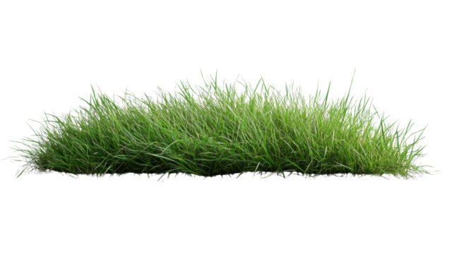 Lush green grass tuft with vibrant natural blades, fresh turf element for landscaping or garden design, isolated on white background