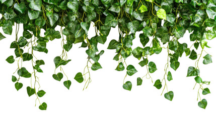 Obraz premium Lush green leaves hanging from the top, creating a vibrant natural frame with fresh foliage for creative design and botanical decoration, isolated on white background