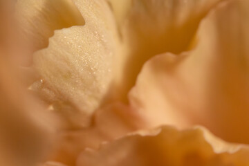 Golden flower swirls in macro close-up Horizontal