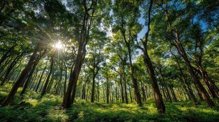 Obraz premium Forest with tall trees and sunlight shining through the leaves.
