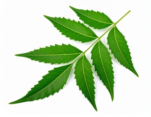 Neem leave isolated on white background
