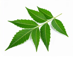Fototapeta premium Neem leave isolated on white background