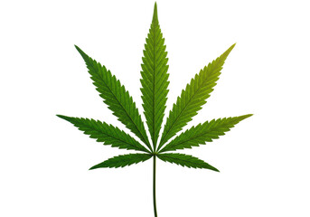 Isolated Vibrant Green Cannabis Leaf with Detailed Veins
