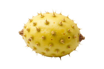 cactus isolated on white background