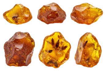 Isolated Collection of Six Amber Gemstones with Insect Inclusions