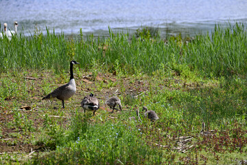 Canada geese on the grass, with goslings.