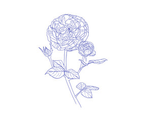 Single blooming rose drawn in a delicate line art style. A minimalist floral illustration suitable for cards, tattoos, and botanical prints