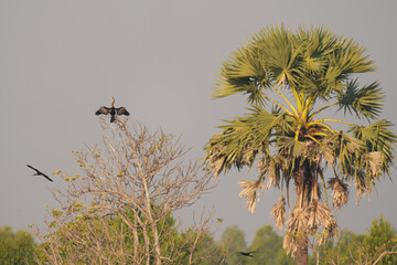 Phalacrocorax carbo bird standing on tree