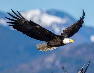 Naklejka premium bald eagle soaring with outstretched wings against dramatic blue cloudy sky in powerful flight display.