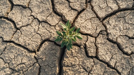 Small plant growing in dry cracked earth symbolizing resilience and hope.