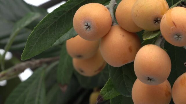 Loquat fruits are growing on trees in a park on the outskirts of Fukuoka, Japan. without sounds