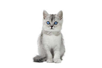 gray scottish kitten  isolate
