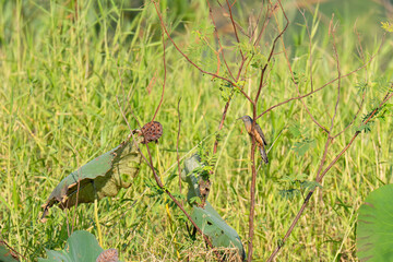 A little bird sits on a branch