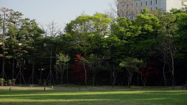A tranquil green park with neatly manicured lawns, tall leafy trees, and a surrounding modern building backdrop under a clear sky.