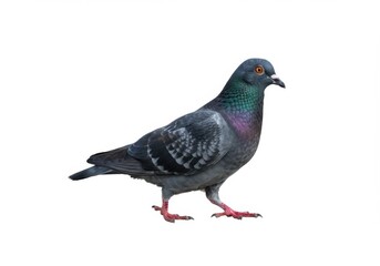 Fototapeta premium Rock pigeon bird isolated on white background