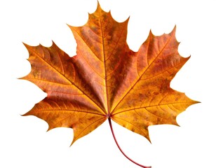 Isolated dried autumn maple leaf, brown and orange tones, high detail texture, curled edges, realistic lighting