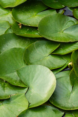 Floating green lily pads