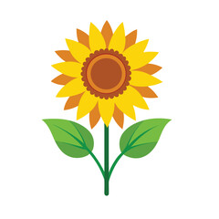 sunflower isolated on white background