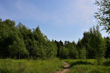 A path in the undergrowth leading into the forest.
