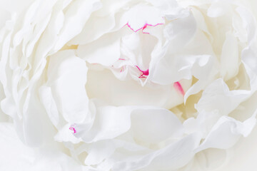 beautiful clean white curly peony flower