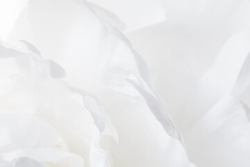natural background: close up of petals of white peony flower