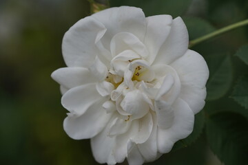 beautiful young white rose at different scales