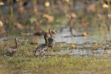 glossy ibis (Plegadis falcinellus) in pond birdwatching in the forest