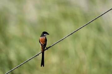 Burmese Shrike (Lanius collurioides ) one branch birdwatching in the forest