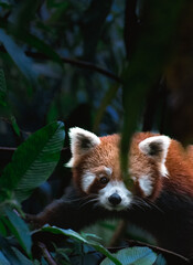 Fototapeta premium Red panda behind the leaves