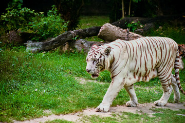 White Tiger in the wild