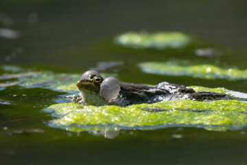 frog in the pond