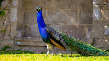 Obraz premium A majestic peacock stands proudly on green grass against a stone wall background
