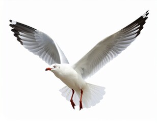 Fototapeta premium Seagull flying isolated on white background