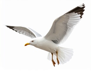 Fototapeta premium Seagull flying isolated on white background