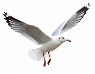 Seagull flying isolated on white background