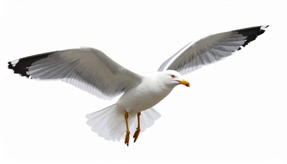 Obraz premium Seagull flying isolated on white background