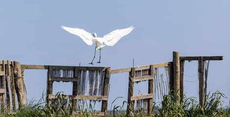 Great Egret (Ardea alba) in valle di comacchio, Italy