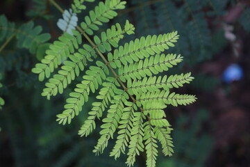 Delicate Green Tamarind Leaves in Sharp Focus Against a Blurred Background.