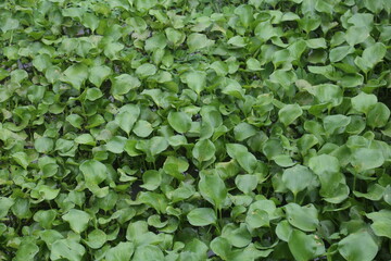 Water Hyacinth in a Green Carpet, a Floral Pattern, and Aquatic Plant.
