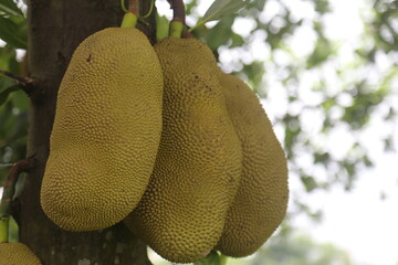Trio of Ripe Jackfruit Hanging from a Tree in a Tropical Garden.