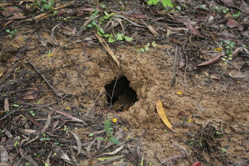 Earthen Burrow in Woodlands Nestled Among Leaf Litter and Small Plants.