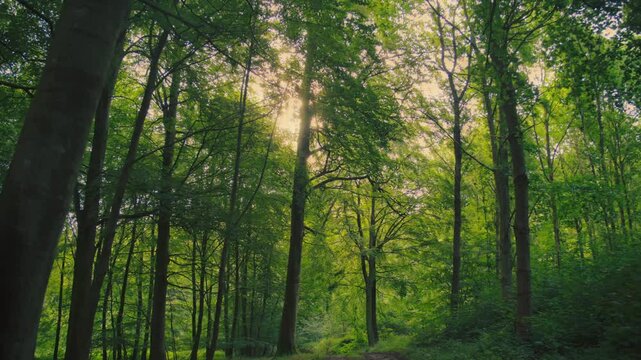 Serene sunlight shines through trees in a dense green forest during golden hour.