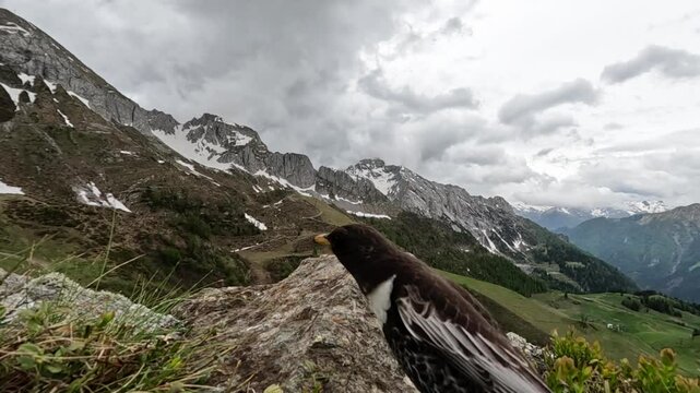 Collared blackbird, Turdus torquatus, merlo dal collare	